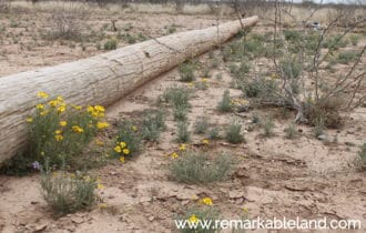 Pecos County, TX