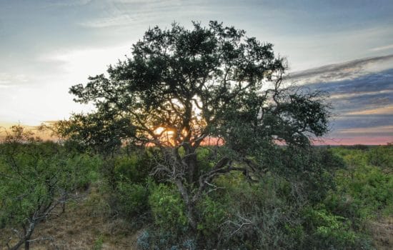 SOLD: 🦌 60 Acre Hill Country Getaway