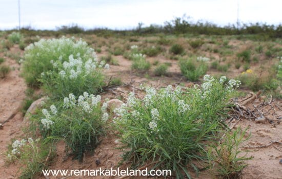 SOLD: 20 Acre Desert Property Near Barstow, TX