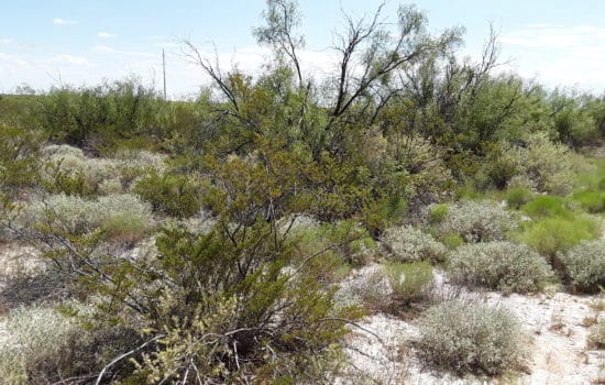 SOLD: Bring Your RV! 6.81 Acres for Snowbirds or Year-Round Living