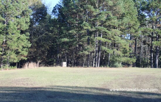 SOLD: Six Acres of Piney Woods for Your Texas Homestead