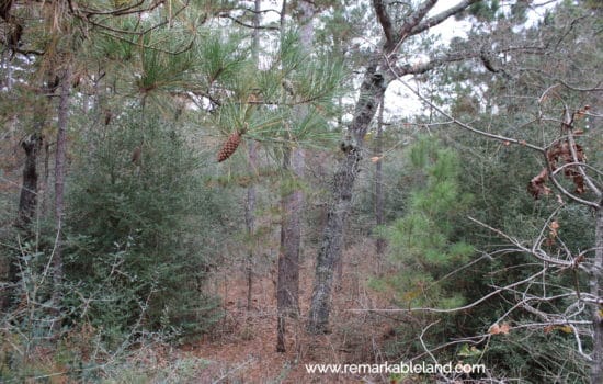 SOLD: Tired of High Taxes? Make the Move to This 8.2 Acre Property!