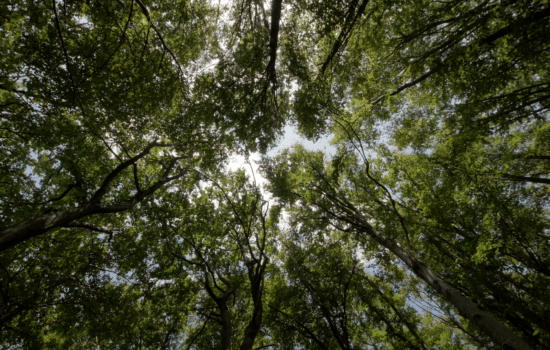 SOLD: Live in the Woods! 14.75 Acres Near the Sabine National Forest