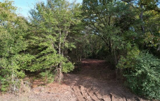 SOLD: Hug Your Own Trees on 3.31 Acres in Lindale