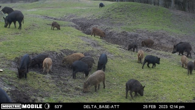 TX Hunt County Tank Game Camera TAimage638131950514223351