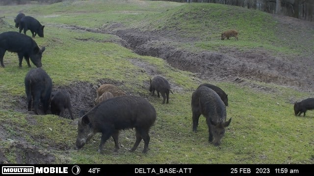 TX Hunt County Tank Game Camera TAimage638131950816985713