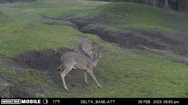 TX Hunt County Tank Game Camera TAimage638131953994626584